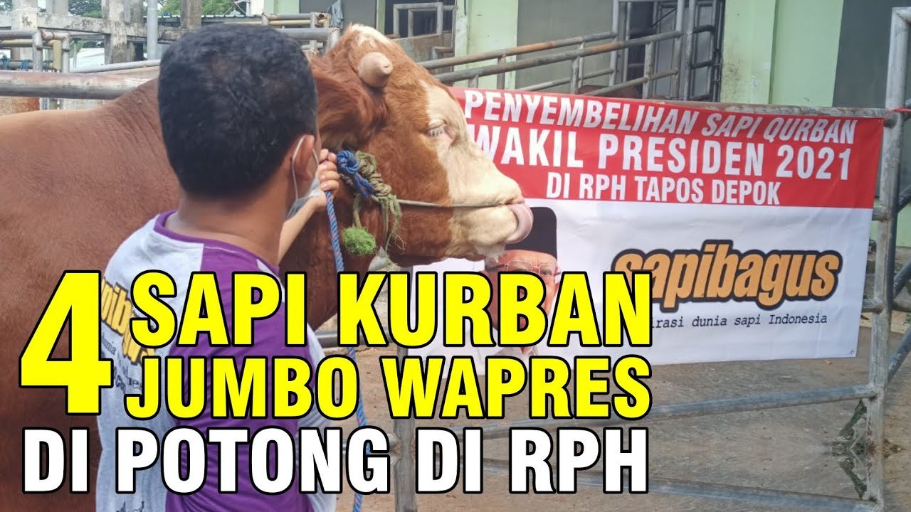 Penyembelihan Sapi Qurban Jumbo Wakil Presiden Di RPH.jpg